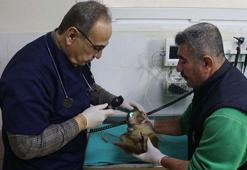 Sınırda ele geçirilen 2 maymun, Gaziantep Hayvanat Bahçesi'ne getirildi