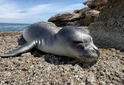 101 gün sonra denizle buluşturulan yavru fok ölü bulundu