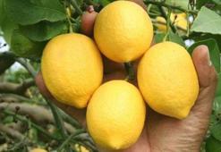 Ticaret Bakanlığı: Limon ihracatı geçici olarak durduruldu