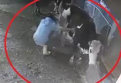 Bakımını yaptığı inek, besiciyi tekmeledi; o anlar kamerada