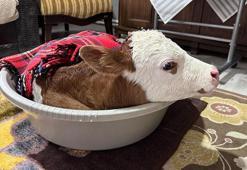 ‘Bayram’ ismini verdiği buzağıya üşümesin diye evde bakıyor