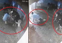 Bakımını yaptığı inek, besiciyi tekmeledi; o anlar kamerada