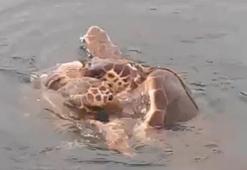 Caretta carettaların çiftleşme döneminde sessizlik uyarısı