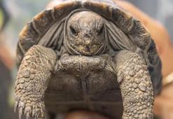 Nesli tükenmekte olan kaplumbağalar 100 yaşında ilk kez ebeveyn oldu