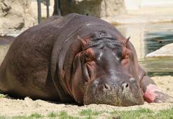 Kongo'da 50 su aygırı şarbondan zehirlendi