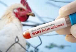 Meksika'da ‘H5N1’ kaynaklı ilk ölüm