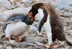 Antarktika’da doğayı gözlemleyip, fotoğraflıyor