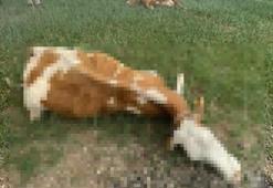 Meraya yıldırım düştü, 2 inek öldü