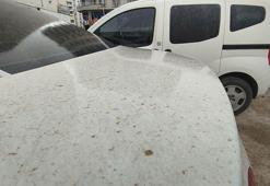 Mardin'de toz taşınımı, araçlar tozla kaplandı