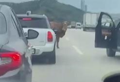 Otobana çıkan boğa, sürücülere zor anlar yaşattı