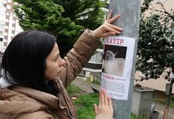 Kayıp kedi ‘Badem’i bulana altın ödülü