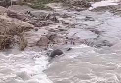 Kızılırmak'ta su samuru görüntülendi