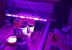 Evine özel sistem kurup kenevir yetiştiren şüpheliye gözaltı