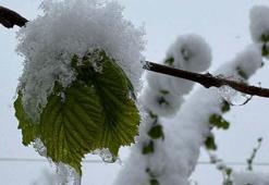 Ordu’ya nisanda kar yağdı, fındıkta zirai don riski oluştu