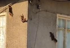 Evin duvarında gezinen sincaplar görüntülendi