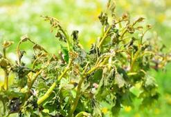 Manisa'nın 10 ilçesinde zirai don, üzüm bağlarına zarar verdi