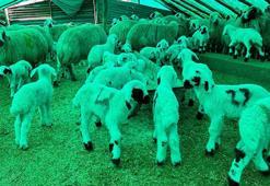 Çemişgezek'te ‘şap’ karantinası