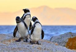 Güney Afrika'daki helikopter kazasından penguen sorumlu tutuldu