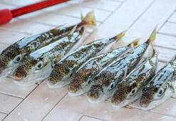 Balıkçılar, geçen yıl 189 bin 520 balon balığı yakaladı