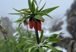 7 kilometre yürüyüp çıktığı yaylada kar altındaki ters laleleri görüntüledi