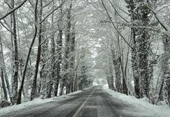 Ağaç tünel yolda beyaz güzellik