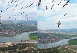 Pelikan sürüsü Boğazköy Barajı'nda mola verdi