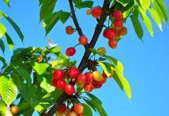 Manisa'da sezonunu ilk kirazı 3 bin 500 TL'den satıldı