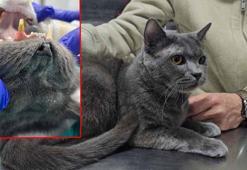 Kediye altından diş yapıldı