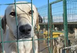 Türkiye'deki 1400 belediyeden sadece 237'sinde hayvan barınağı var