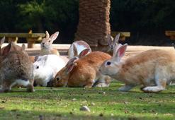Japonya'da Tavşan Adası'nda tavşanları öldüren kişi hapis cezasına çarptırıldı