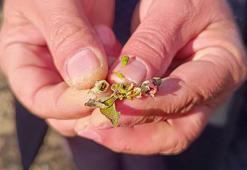 Meyve ağaçlarını 'zirai don' vurdu; elmada yüzde 100 zarar, kayısı hiç kalmadı