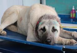 Kulakları kesilmiş halde bulunan 3 köpeğe şefkat eli