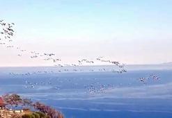 Gökyüzünde süzülen pelikanlar kamerada