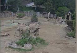 ABD'de filler, deprem sırasında ‘uyarı çemberi’ oluşturdu