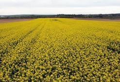 Trakya'nın 'sarı altın çiçeği' kanola, zirai dondan korundu