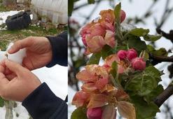 Samsun'da 'zirai don' etkisi; fındıkta zarar, 3 ürün de tehlikede