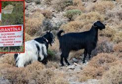 Datça'da 'mavi dil hastalığı' karantinası