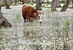 Kızılırmak Deltası, su papatyaları ile süslendi
