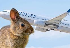 ABD’de yolcu uçağının motoruna tavşan girdi