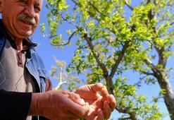 Konya Ovası'ndaki meyve bahçelerini don vurdu