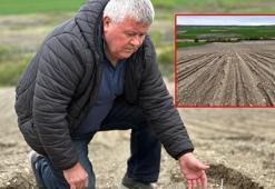 Ayçiçeği sel ve doludan zarar gören üretici, yeniden ekim yapacak