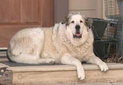 Arizona’da kaybolan 2 yaşındaki çocuk, köpeğin rehberliğiyle bulundu