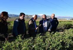 Isparta'da 'zirai don' etkisi; elma, gül, kiraz ve kayısıda kayıp büyük