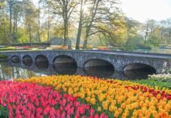 Dünyanın en büyük lale bahçelerinden ‘Keukenhof’ ziyarete açıldı