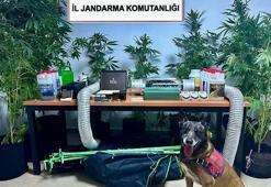 Elbise dolabında Hint keneviri yetiştiren öğretmene gözaltı