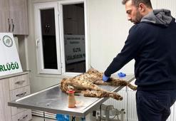 Bitlis'te bitkin halde bulunan vaşak, tedavi için Van'a gönderildi