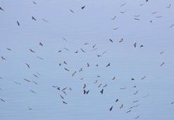 Rize’de Kafkaslar’a göç eden 12 kuş türü gözlemlendi