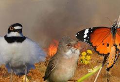Sazlık yangınları ekosisteme zarar veriyor