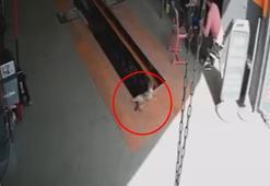 Kedinin raylı kanal krikosuna düştüğü an kamerada