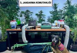 Elbise dolabında Hint keneviri yetiştiren öğretmene adli ve idari soruşturma